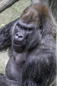 silverback, gorilla, ape, animal, mammal, powerful, primate, zoo, jungle, rwanda, nature, gray power, gorilla, gorilla, gorilla, rwanda, rwanda, rwanda, rwanda, rwanda
