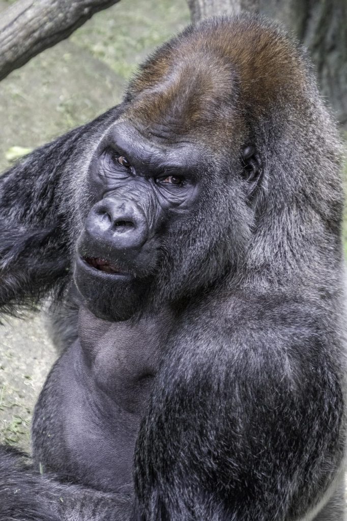 silverback, gorilla, ape, animal, mammal, powerful, primate, zoo, jungle, rwanda, nature, gray power, gorilla, gorilla, gorilla, rwanda, rwanda, rwanda, rwanda, rwanda