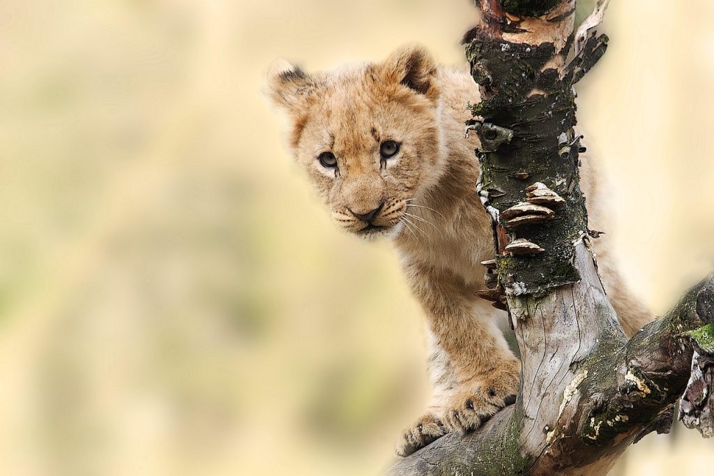 lion, cub, pet, cat, wild, wild cat, wild animal, wilderness, wildlife, animal, nature, animal world, carnivore, predator, panthera leo, king of the beasts, young, lion cub, safari, animal portrait, lion portrait, tanzania