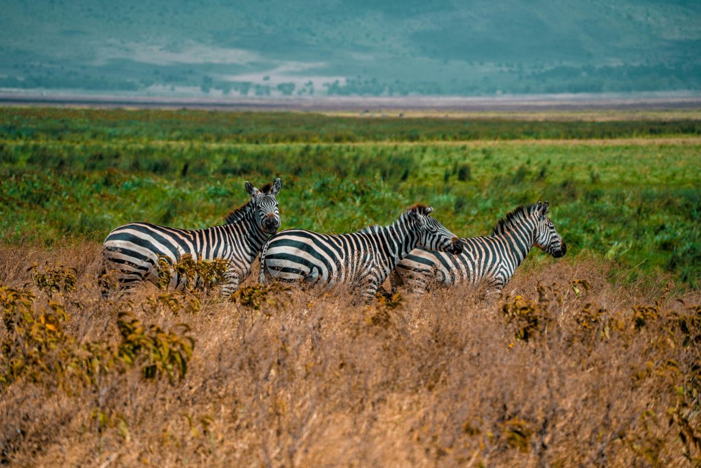 A group of zebras in a lush savanna landscape, Arusha, Tanzania.