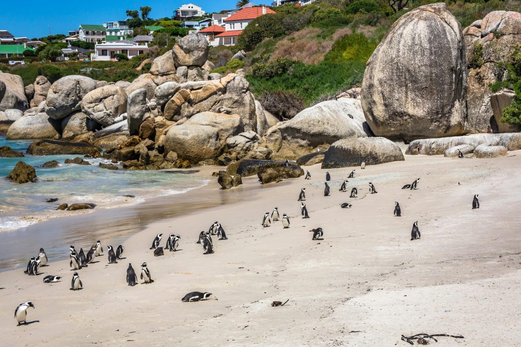 African penguins roam freely on the sunny shores of Boulders Beach, surrounded by large rocks and a vibrant backdrop.