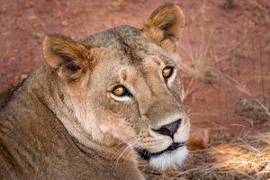 lioness, lion, pet, wild, king, cat, wildlife, africa, carnivores, animal, predator, safari, animals, nature, south africa, portrait, kenya, hunger