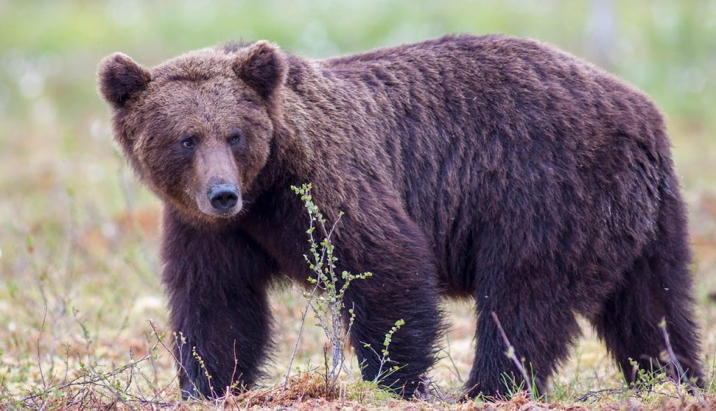bear, grizzly, animal, wildlife, grizzly bear, brown bear, male bear, predator, mammal, beast, nature, bear, grizzly, grizzly bear, grizzly bear, grizzly bear, grizzly bear, grizzly bear