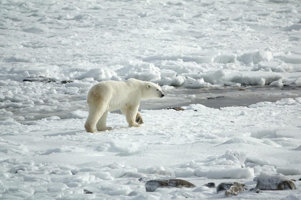 polar bear, arctic, ice, landscape, nature, predator, snow