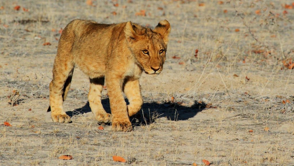 lion, cub, feline, nature, animal, animal world, wildlife, wildlife photography, wild animal, wilderness, etosha, namibia, africa, safari, lion cub