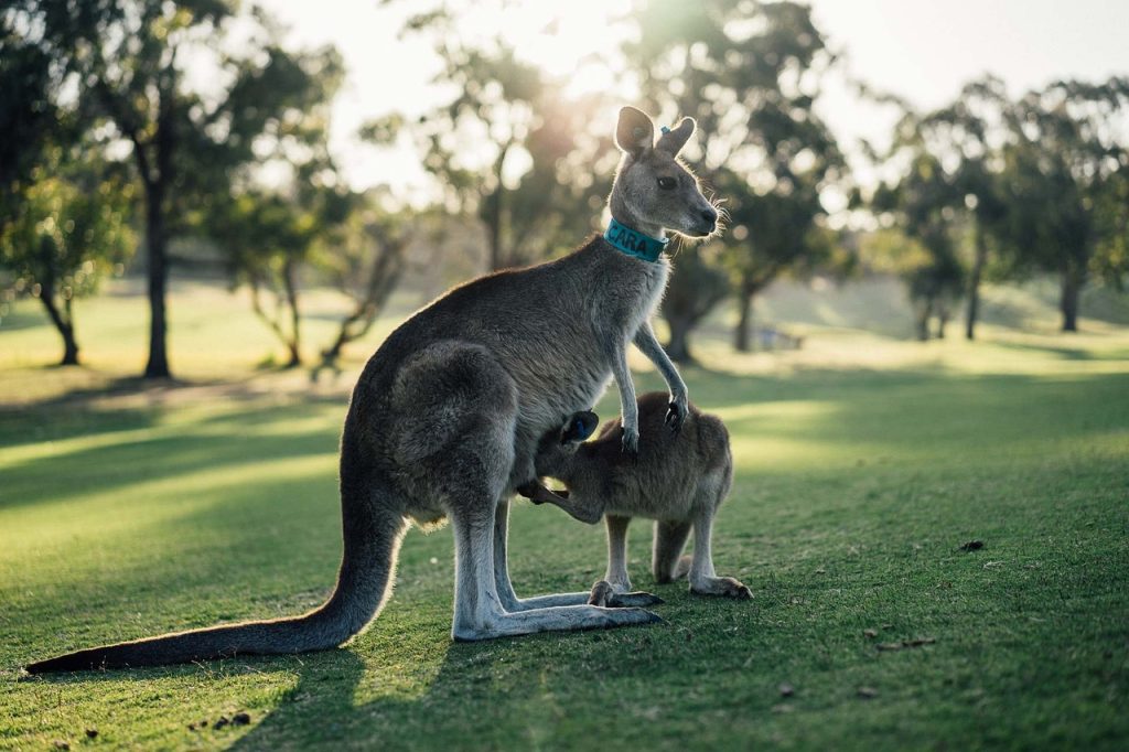 australia, kangaroo, outback, oz, victoria, aussie, animal, grass, domesticated, nature, australia, australia, australia, kangaroo, kangaroo, kangaroo, kangaroo, kangaroo