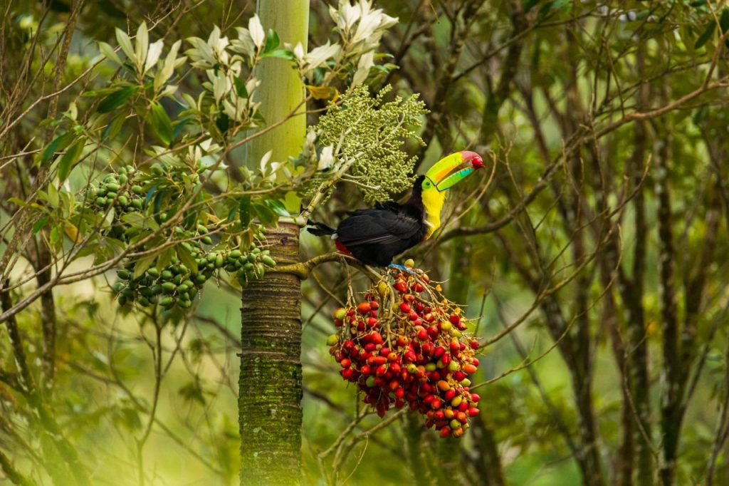 A vibrant keel-billed toucan perched on a fruit-bearing tree in Upala, Costa Rica.