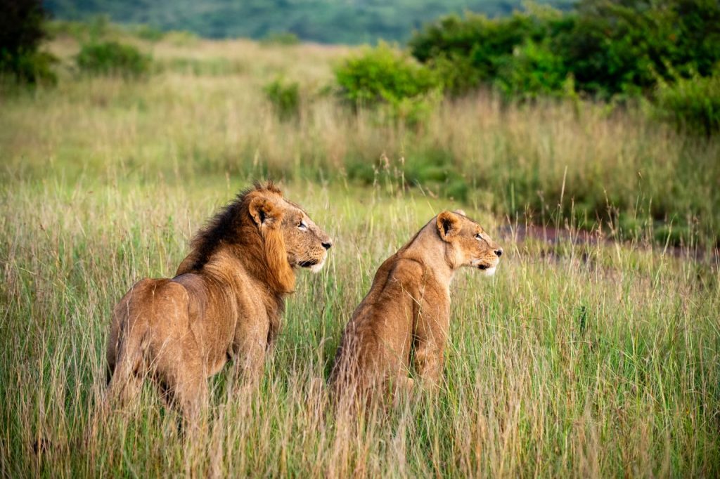 A pair of lions standing alert in the savannah of Nairobi, Kenya, showcasing wildlife in its natural habitat.