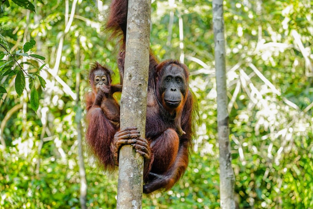 Mother and baby orangutan in lush Kalimantan rainforest